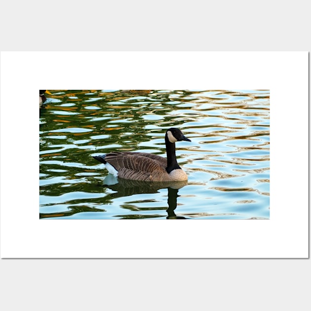 Canada Goose Swimming Wall Art by BackyardBirder